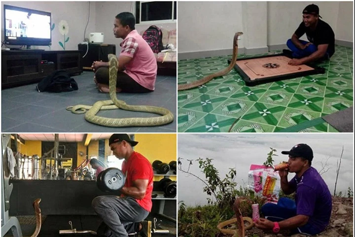 Chàng trai kết hôn với...1 con rắn hổ mang dài hơn 3m