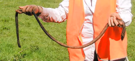 5 su that thu vi chang ai hay ve loai vat duoc menh danh la 