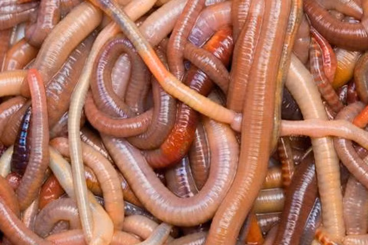 5 sự thật thú vị chẳng ai hay về loài vật được mệnh danh là "rồng đất"