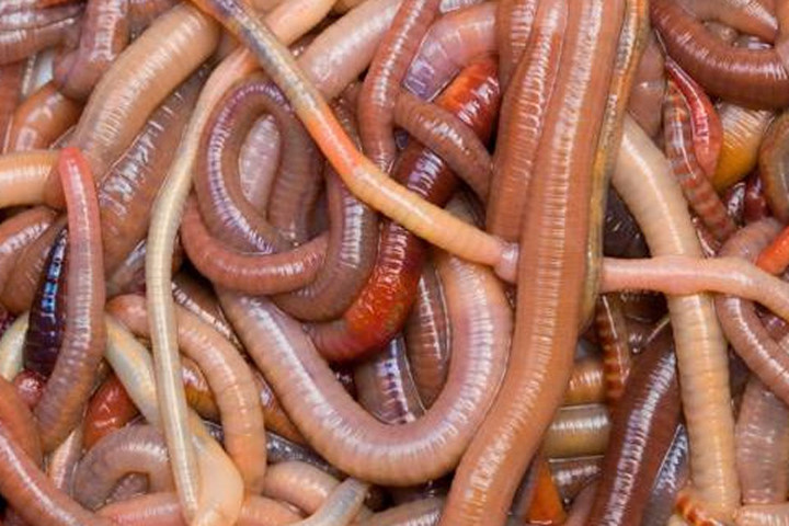 5 sự thật thú vị chẳng ai hay về loài vật được mệnh danh là "rồng đất"