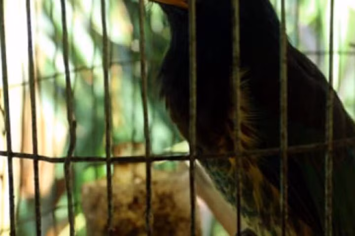 Chim "cậu"- giống chim quý của người Mông xứ Nghệ