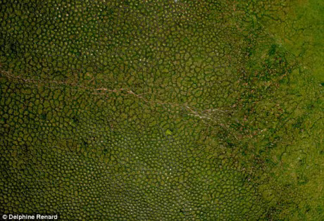 5 su that thu vi chang ai hay ve loai vat duoc menh danh la 