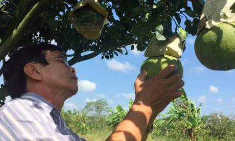 Trai cay tao hinh se khan hang - Anh 1