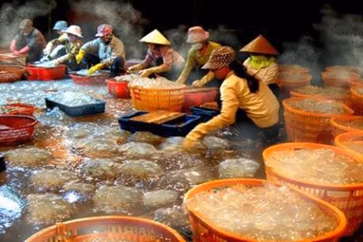 Ngư dân Thanh Hóa được mùa "vàng trắng"