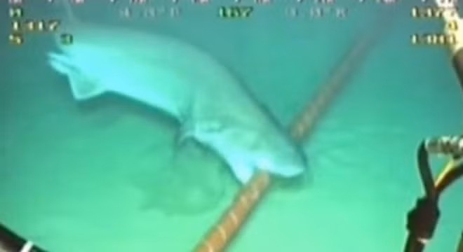 Bằng chứng về việc cá mập cắn cáp quang