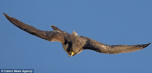 Chim ung hung hang tan cong may bay khong nguoi lai-Hinh-2