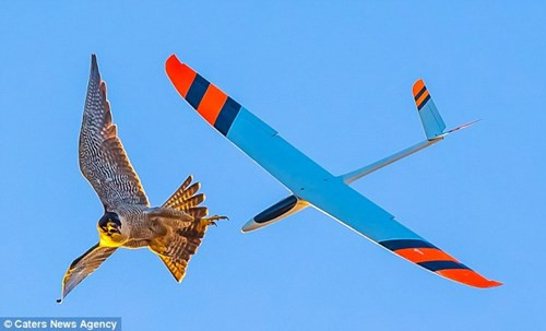 Chim ung hung hang tan cong may bay khong nguoi lai-Hinh-3