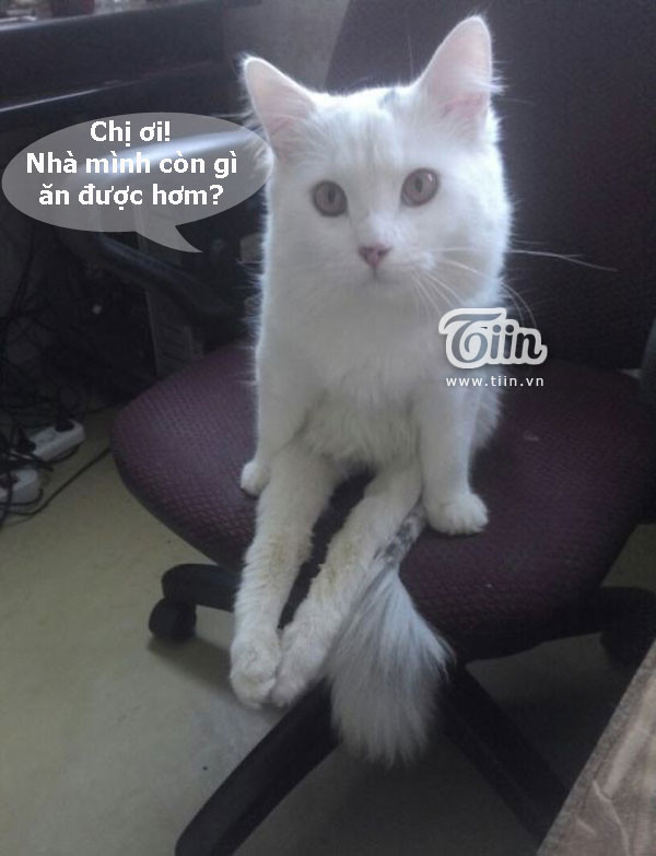 Nhà mình còn gì ăn không? ảnh 1 Ảnh vui