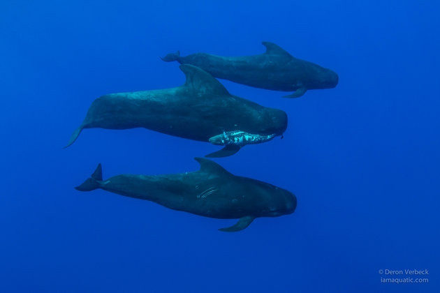 Xúc động cảnh cá voi tiễn đưa đồng loại