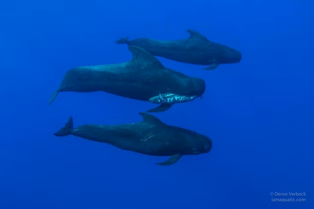 Xúc động cảnh cá voi tiễn đưa đồng loại