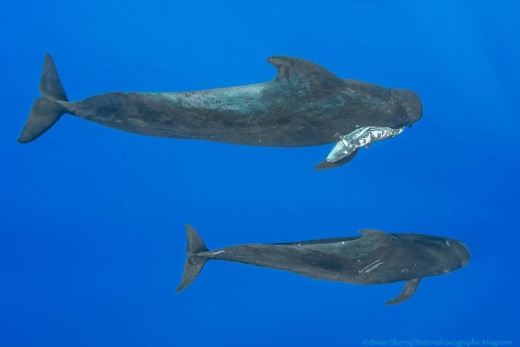 Xúc động cảnh đàn voi tiễn đưa đồng loại - Ảnh 3