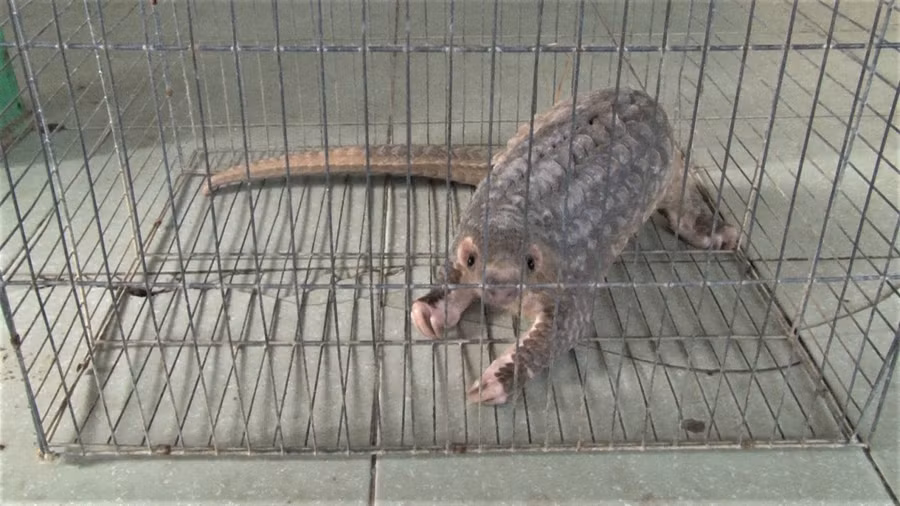 Con tê tê vàng quý hiếm nặng gần 5kg.