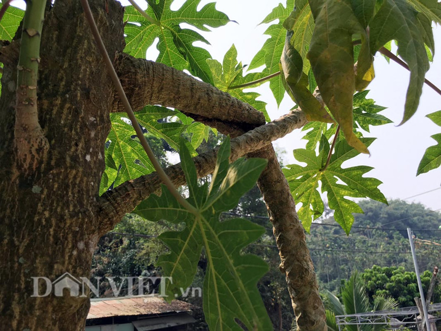 Lạ đời cây đu đủ ra trái ở nhánh hình ảnh 3 la doi cay du du ra trai o nhanh hinh anh 3