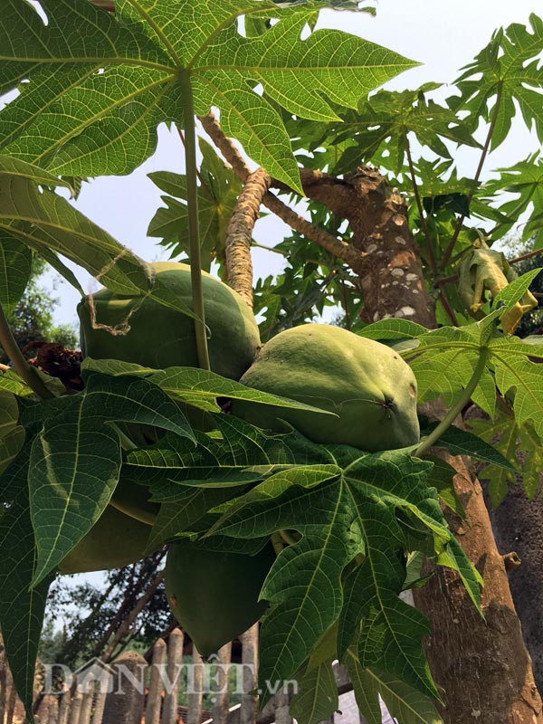 Lạ đời cây đu đủ ra trái ở nhánh hình ảnh 4 la doi cay du du ra trai o nhanh hinh anh 4