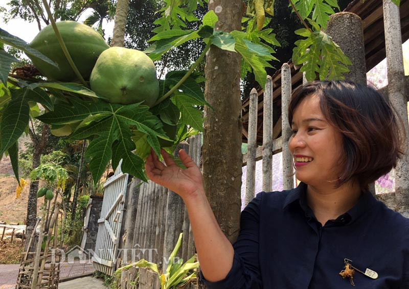Lạ đời cây đu đủ ra trái ở nhánh hình ảnh 6 la doi cay du du ra trai o nhanh hinh anh 6