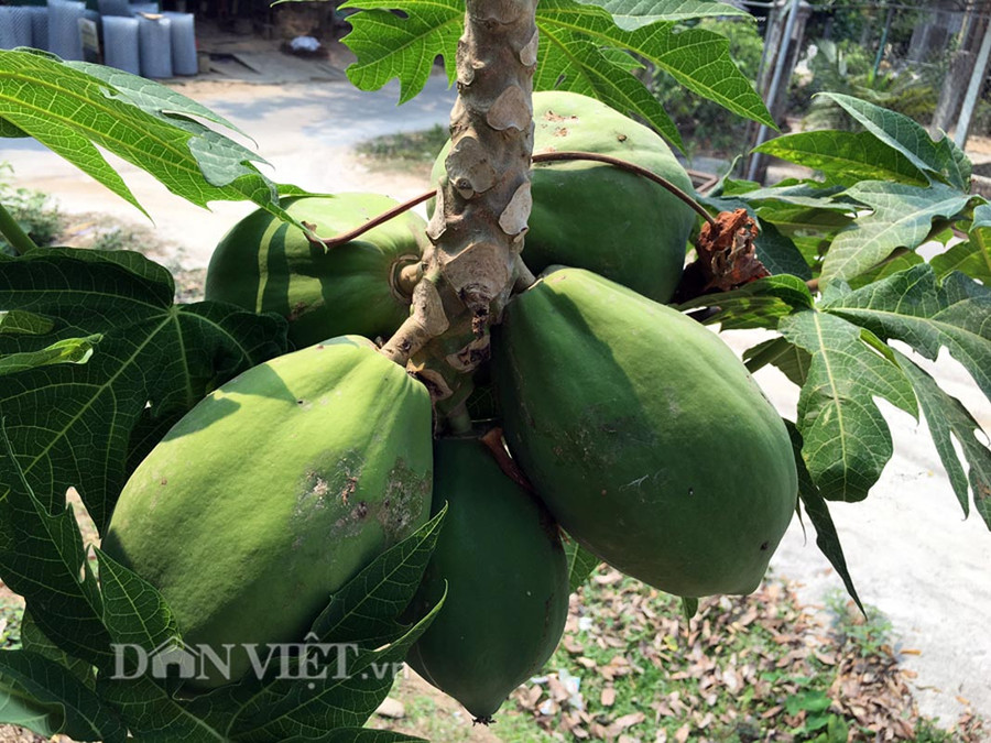 Lạ đời cây đu đủ ra trái ở nhánh hình ảnh 5 la doi cay du du ra trai o nhanh hinh anh 5