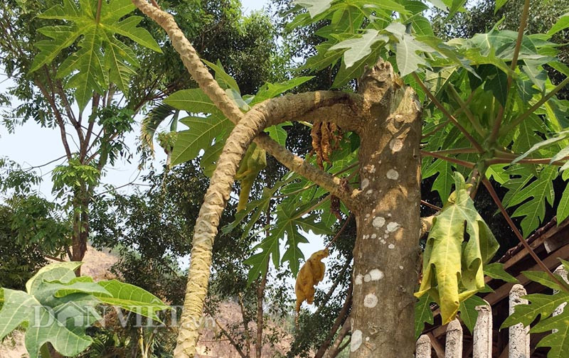 Lạ đời cây đu đủ ra trái ở nhánh hình ảnh 2 la doi cay du du ra trai o nhanh hinh anh 2