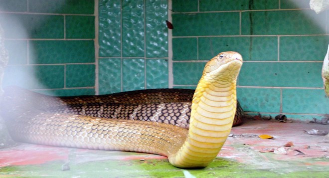 Rắn hổ mang chúa dài hơn 4m, nặng hơn 20kg ảnh 6