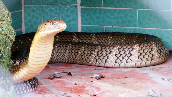 Rắn hổ mang chúa dài hơn 4m, nặng hơn 20kg ảnh 5