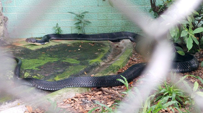 Rắn hổ mang chúa dài hơn 4m, nặng hơn 20kg ảnh 2
