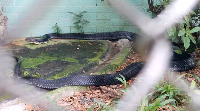Rắn hổ mang chúa dài hơn 4m, nặng hơn 20kg ảnh 2