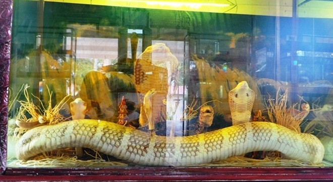 Rắn hổ mang chúa dài hơn 4m, nặng hơn 20kg