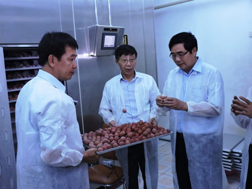 Thỏa giấc mơ đưa vải thiều đi Mỹ ảnh 1 Thỏa giấc mơ đưa vải thiều đi Mỹ ảnh 1