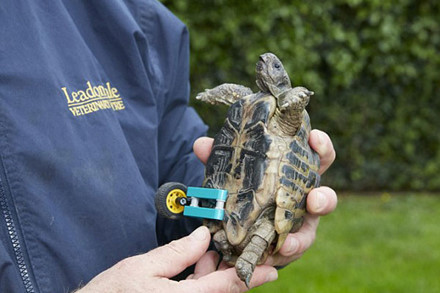 Con rùa mất chân di chuyển bằng... đồ chơi Lego