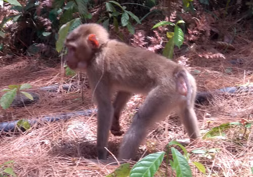 tha-khi-duoi-lon-ve-rung-dac-dung-hai-van