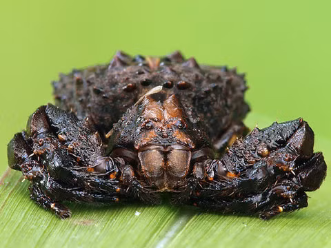 10 loài nhện độc nhất vô nhị trên hành tinh