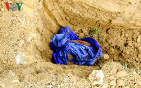 Hang chuc con trau bi chet vi an phai thuoc tru co - Anh 1