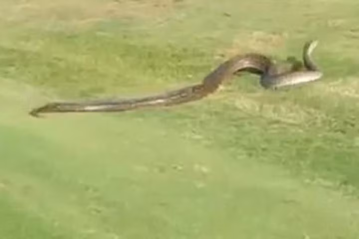 Trăn "khủng" dài 4 mét đại náo sân golf ở Nam Phi