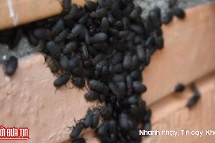 Bọ đậu đen hoành hoành ảnh hưởng đến cuộc sống người dân.