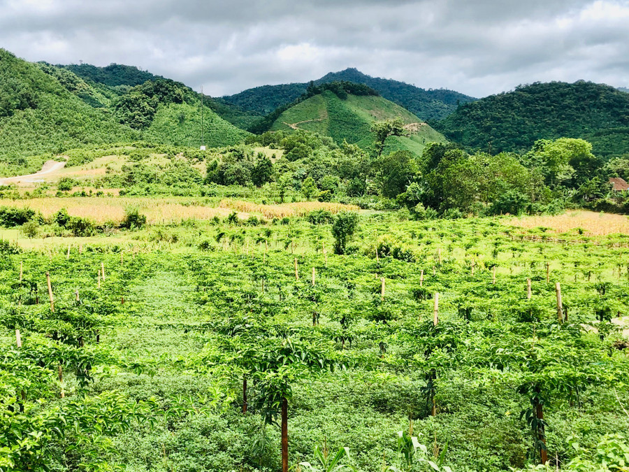 Đất trồng ngô được người dân chuyển đổi sang trồng cây chanh leo. Đất trồng ngô được người dân chuyển đổi sang trồng cây chanh leo.