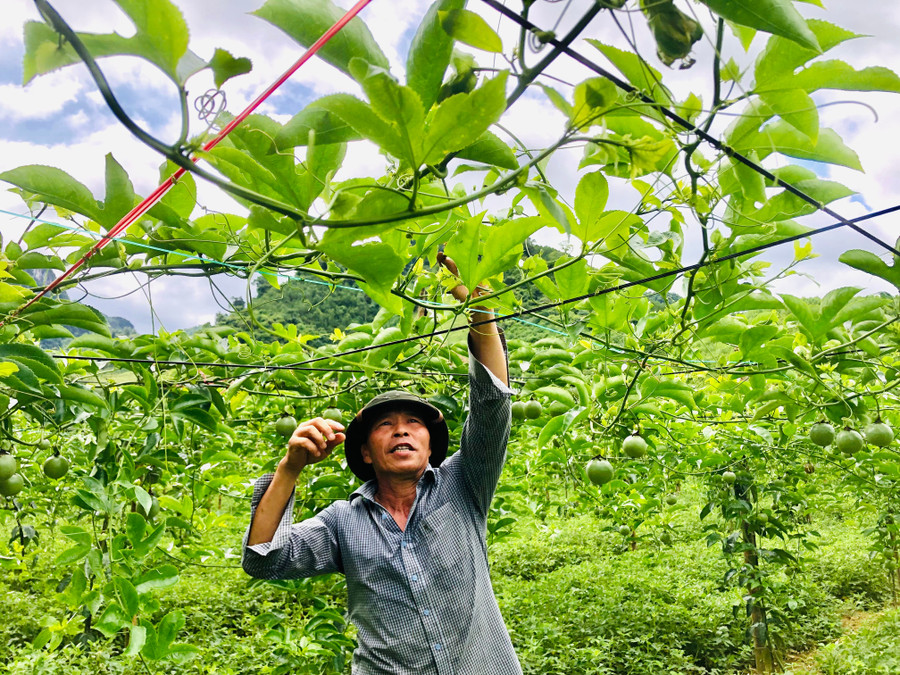 Ông Bàn Văn Sơn chăm sóc tỉ mỉ cho cây chanh leo. Ông Bàn Văn Sơn chăm sóc tỉ mỉ cho cây chanh leo.