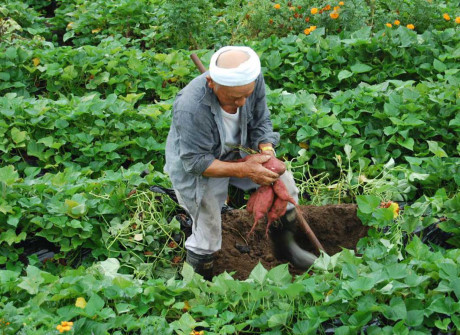 Khoai lang Nhật 500 ngàn/củ, chị em chia nhau từng lát - Ảnh 2 Khoai lang Nhat 500 ngan/cu, chi em chia nhau tung lat - Anh 2