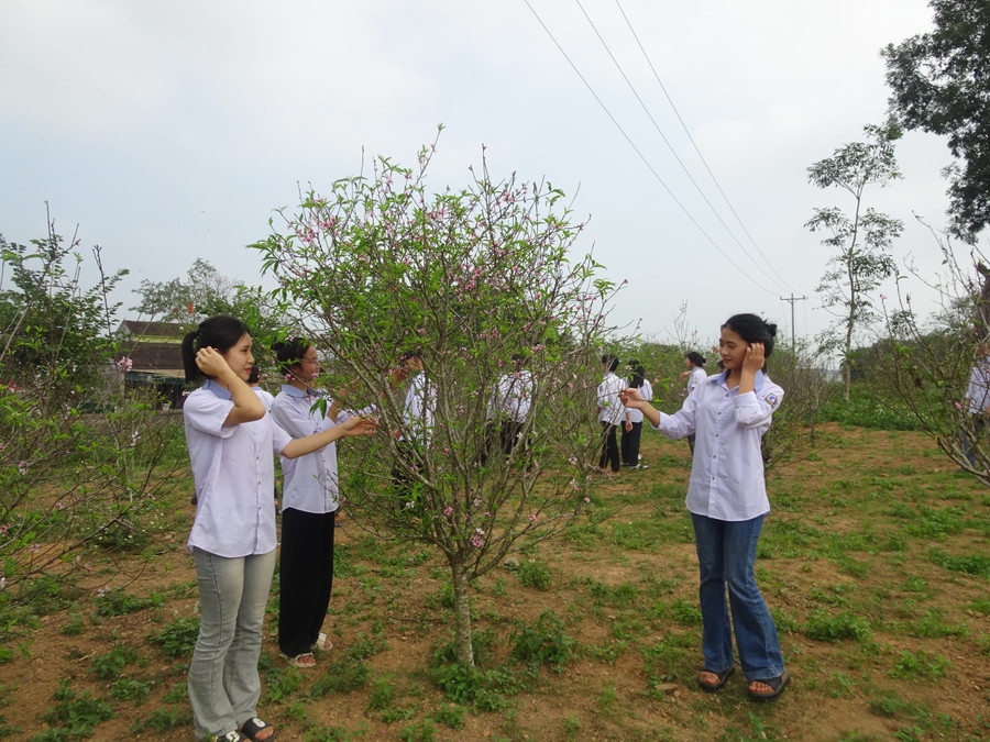 Vườn đào trong khuôn viên Trường THPT Bắc Yên Thành (Yên Thành, Nghệ An). Ảnh: NVCC Vườn đào trong khuôn viên Trường THPT Bắc Yên Thành (Yên Thành, Nghệ An). Ảnh: NVCC