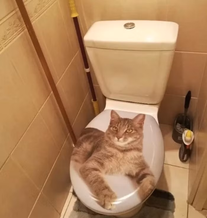 Đây chính là ý tưởng cực hay nếu bạn muốn nuôi thú cưng, nhưng chủ nhà không đồng ý