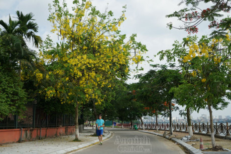 Ngơ ngẩn ngắm muồng hoàng yến nở vàng rực giữa trời Hà Nội - Ảnh 6 Ngo ngan ngam muong hoang yen no vang ruc giua troi Ha Noi - Anh 6