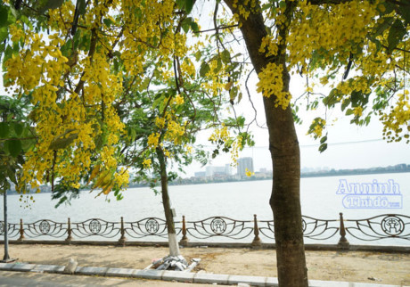 Ngơ ngẩn ngắm muồng hoàng yến nở vàng rực giữa trời Hà Nội - Ảnh 3 Ngo ngan ngam muong hoang yen no vang ruc giua troi Ha Noi - Anh 3