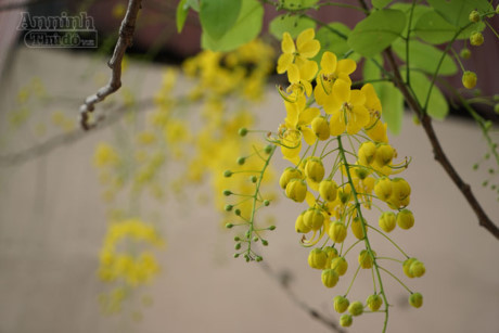 Ngơ ngẩn ngắm muồng hoàng yến nở vàng rực giữa trời Hà Nội - Ảnh 2 Ngo ngan ngam muong hoang yen no vang ruc giua troi Ha Noi - Anh 2