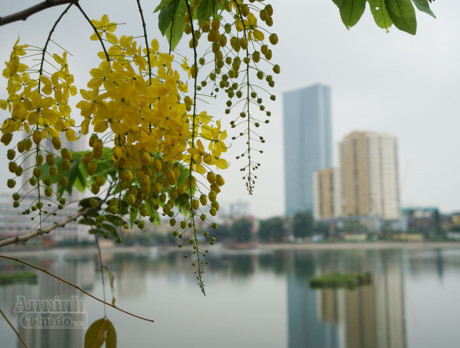 Ngơ ngẩn ngắm muồng hoàng yến nở vàng rực giữa trời Hà Nội - Ảnh 1 Ngo ngan ngam muong hoang yen no vang ruc giua troi Ha Noi - Anh 1