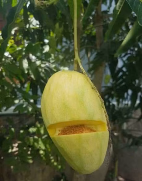 Hinh anh hai huoc nhat tren facebook tuan qua - Anh 6