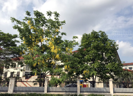 Ngơ ngẩn ngắm muồng hoàng yến nở vàng rực giữa trời Hà Nội - Ảnh 8 Ngo ngan ngam muong hoang yen no vang ruc giua troi Ha Noi - Anh 8