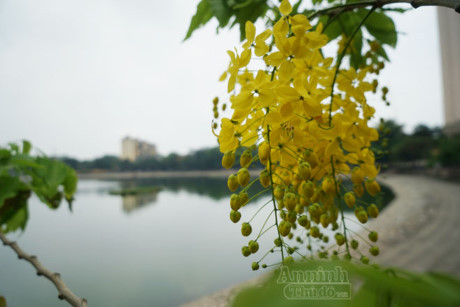 Ngơ ngẩn ngắm muồng hoàng yến nở vàng rực giữa trời Hà Nội - Ảnh 7 Ngo ngan ngam muong hoang yen no vang ruc giua troi Ha Noi - Anh 7