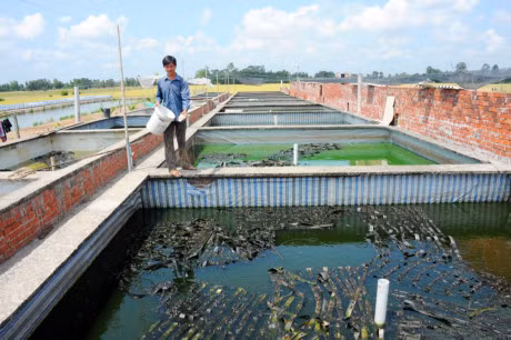 Nuoi hang nghin con ech lam cha bong xuat ban sang Campuchia - Anh 1