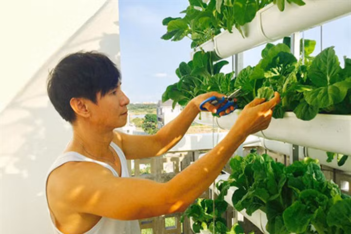 Lý Hải đầu tư vườn rau hàng chục triệu đồng trên sân thượng