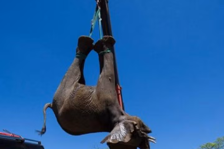 Voi châu Phi chổng ngược, "bay lên trời" về khu bảo tồn