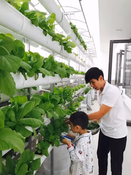 Ly Hai dau tu vuon rau hang chuc trieu dong tren san thuong - Anh 11