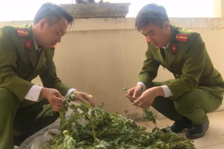 Thái Bình: Phát hiện hơn 100 cây thuốc phiện được gieo trồng trong vườn nhà